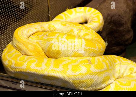 Eine Nahaufnahme einer großen albino Burmesischen Python mit auffälligen gelb-weißen Musterungen auf den Schuppen, die friedlich ruhend in ihrem Gehege zusammengerollt liegt. Stockfoto
