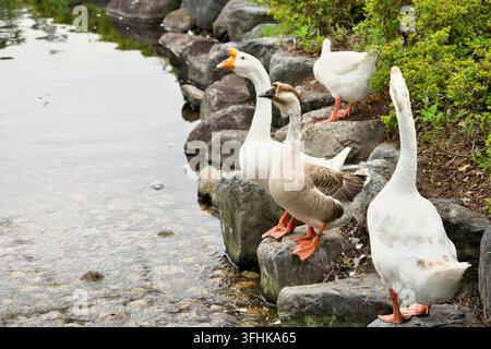 Eine Gruppe von Hausgänsen steht auf Felsen am Rand eines Teiches in einem öffentlichen Park und genießt einen friedlichen Tag im Freien. Stockfoto