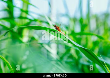 Eine lebhafte rote Libelle ruht friedlich auf einem langen, schlanken grünen Blatt, umgeben von weich unscharfem Laub. Stockfoto