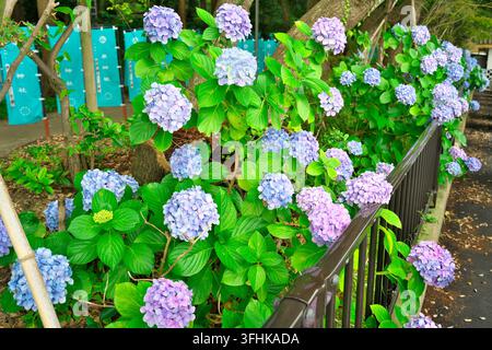Eine Nahaufnahme von lebendigen blauen und lila Hortensien, die während der Regenzeit in Japan entlang eines Weges und eines schwarzen Metallzauns blühen. Stockfoto