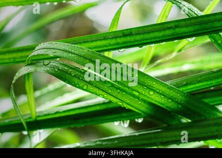 Makro-Nahaufnahme von frischem grünen Gras oder Pflanzenblättern, die mit glitzerndem Morgentau oder frischen Regentropfen bedeckt sind. Stockfoto