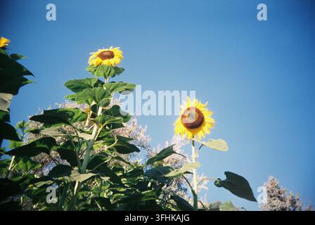 Zwei hohe Sonnenblumen, die aus einem niedrigen Wurm-Perspektive gegen einen klaren, hellblauen Sommerhimmel fotografiert wurden, mit weißen blühenden Sträuchern im Hintergrund Stockfoto