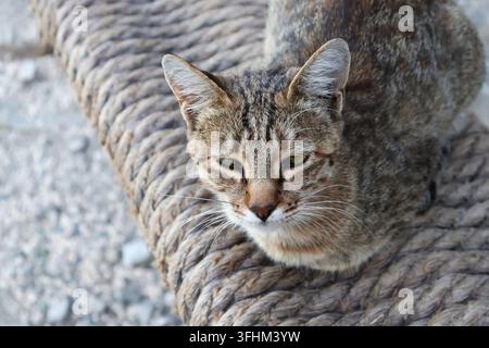 Entzückendes Katzenhaustier ruht auf einem rustikalen gewebten Hintergrund und schaut in die Kamera Stockfoto