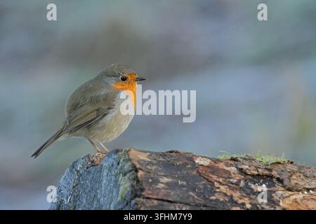 Robin (Erithacus Rubecula) Stockfoto