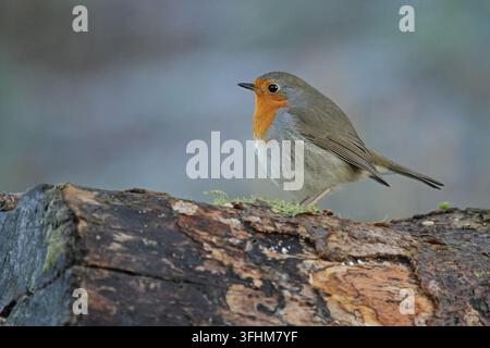 Robin (Erithacus Rubecula) Stockfoto