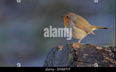 Robin (Erithacus Rubecula) Stockfoto