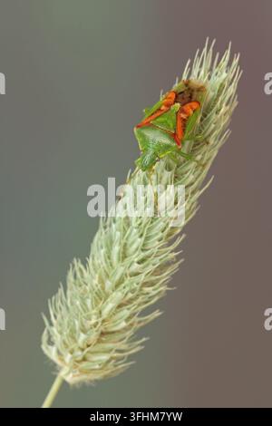 Buntrock (Cyphostethus tristriatus) Stockfoto