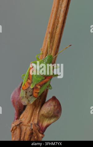 Buntrock (Cyphostethus tristriatus) Wacholder-Schildkäfer Stockfoto