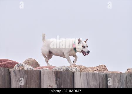 Weißer Hund läuft über felsigen Boden über einer verwitterten Holzbarriere, trägt ein farbenfrohes Halsband vor blassem blauem Hintergrund, was äußere Freiheit suggeriert a Stockfoto