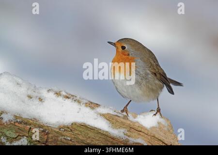 Rotkehlchen (Erithacus Rubecula) Stockfoto