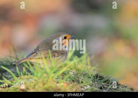 Rotkehlchen (Erithacus Rubecula) Stockfoto