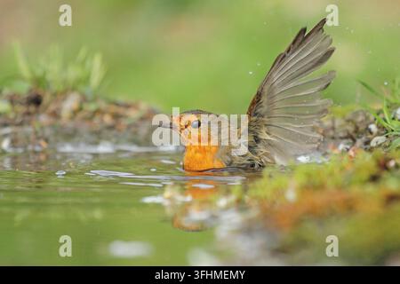 Rotkehlchen (Erithacus Rubecula) Stockfoto