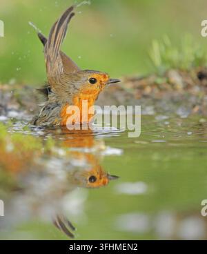 Rotkehlchen (Erithacus Rubecula) Stockfoto