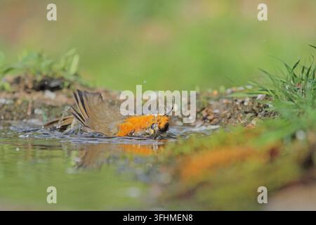 Rotkehlchen (Erithacus Rubecula) Stockfoto