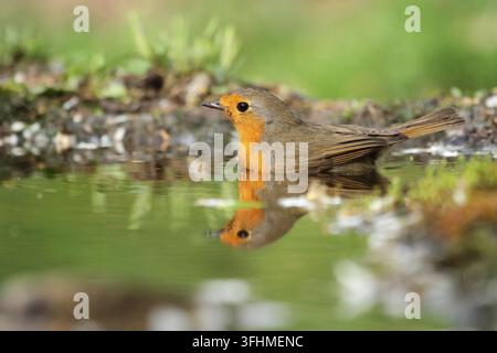 Rotkehlchen (Erithacus Rubecula) Stockfoto