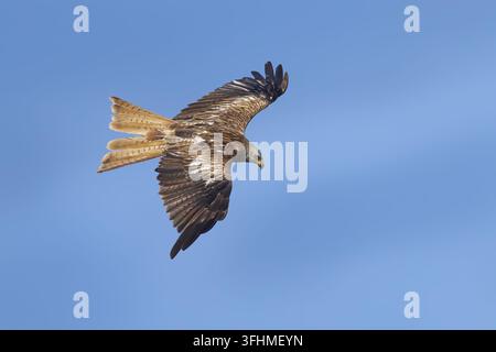 Roter Milan (Milvus milvus) im Flug vor blauem Himmel, mit Blick auf die Oberseite der Flügel Stockfoto