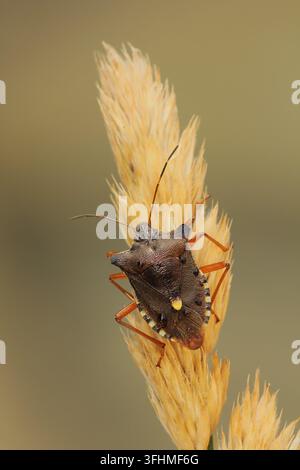 Wald-Fehler (Pentatoma Art) Stockfoto