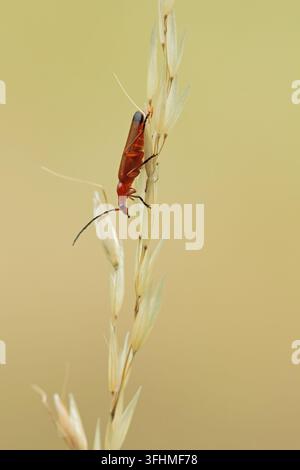Gewöhnliche rote Soldatenkäfer (Rhagonycha fulva) Stockfoto