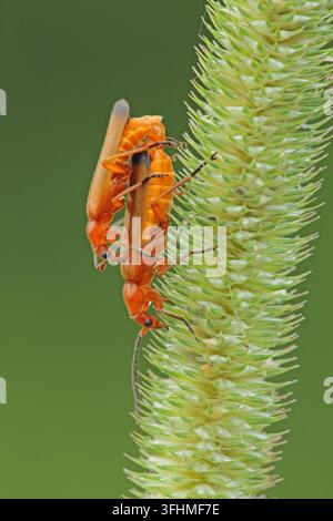 Gewöhnliche rote Soldatenkäfer (Rhagonycha fulva) Stockfoto