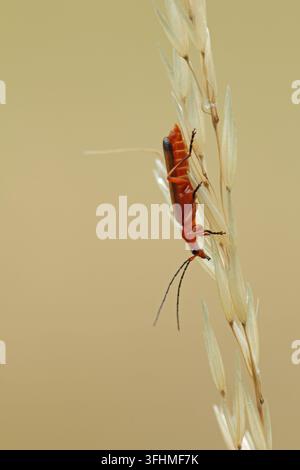 Gewöhnliche rote Soldatenkäfer (Rhagonycha fulva) Stockfoto