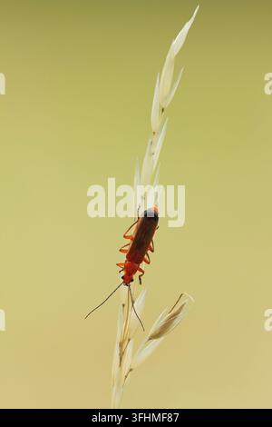 Gewöhnliche rote Soldatenkäfer (Rhagonycha fulva) Stockfoto