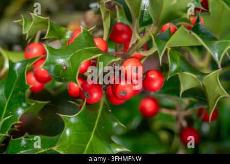 Gemeine Stechpalme / Englische Stechpalme / Europäische Stechpalme / Weihnachtsstechpalme (Ilex aquifolium), Nahaufnahme zeigt immergrüne Blätter und rote Beeren im Herbst Stockfoto