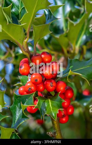 Gemeine Stechpalme / Englische Stechpalme / Europäische Stechpalme / Weihnachtsstechpalme (Ilex aquifolium), Nahaufnahme zeigt immergrüne Blätter und rote Beeren im Herbst Stockfoto