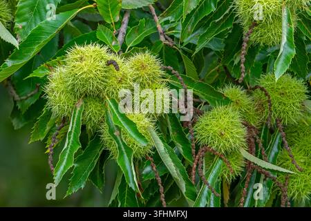 Süße Kastanie / Spanische Kastanie / Europäische Kastanie (Castanea sativa) Nahaufnahme von Ästen, beladen mit stacheligen Balgfrüchten im frühen Herbst Stockfoto