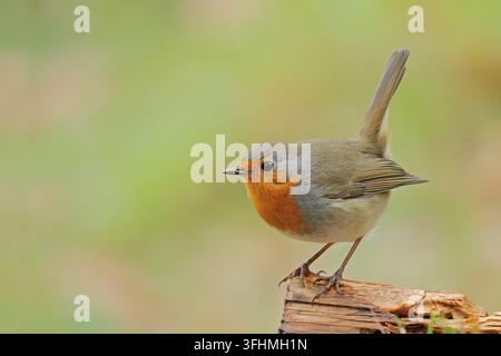 Rotkehlchen (Erithacus Rubecula) Stockfoto