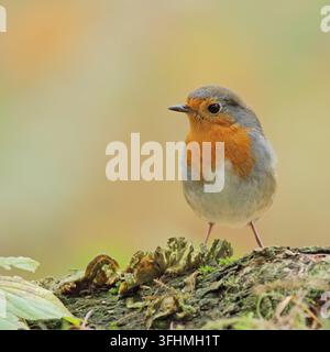 Rotkehlchen (Erithacus Rubecula) Stockfoto