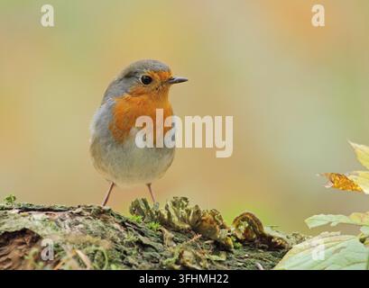 Rotkehlchen (Erithacus Rubecula) Stockfoto
