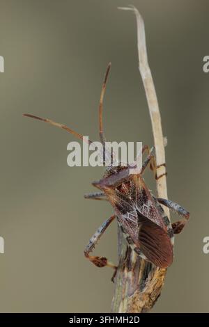 Western Nadelbaum same Bug (Leptoglossus occidentalis) Stockfoto