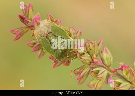 Grüner Stinkkäfer (Palomena prasina) Stockfoto