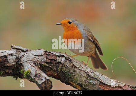 Rotkehlchen (Erithacus Rubecula) Stockfoto