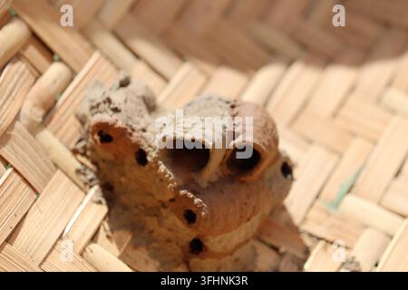 Schlammwespennest, das auf einem geflochtenen Korb gebaut wurde, Nahaufnahme, die natürliche Insektenarchitektur zeigt Stockfoto