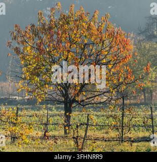 Kirschenbaum mit roten Blättern in einem Obstgarten im Herbst. Stockfoto
