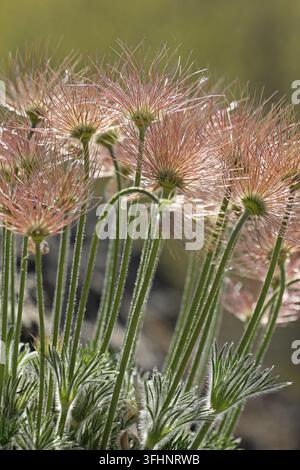 Fruchtender Strauch der Pasque-Blume (Pulsatilla vulgaris) Stockfoto