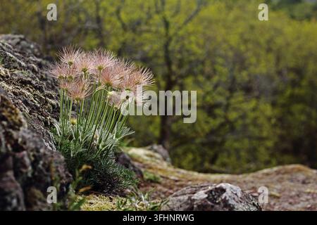 Fruchtender Strauch der Pasque-Blume (Pulsatilla vulgaris) Stockfoto