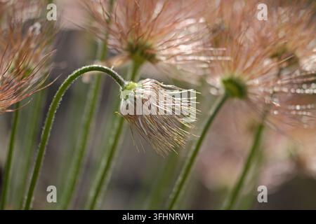 Fruchtender Strauch der Pasque-Blume (Pulsatilla vulgaris) Stockfoto
