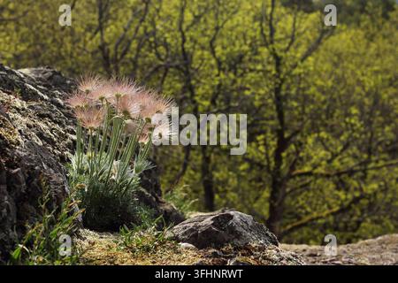 Fruchtender Strauch der Pasque-Blume (Pulsatilla vulgaris) Stockfoto