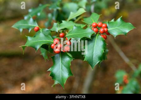 Höllisch grüne Blätter mit roten Beeren, Nahaufnahme. Ilex aquifolium oder Christdornbaum in einem Wald Stockfoto