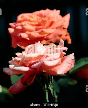 Lachsrosa Gartenrosen blühen unter hellem Sonnenlicht vor einem dunklen Hintergrund Stockfoto