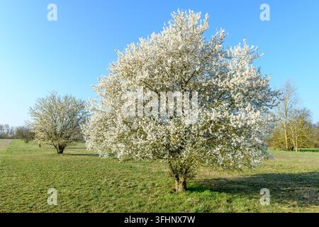 Frühlinglandschaft in einem Obstgarten mit blühenden Bäumen. Stockfoto