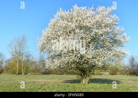 Frühlinglandschaft in einem Obstgarten mit blühenden Bäumen. Stockfoto