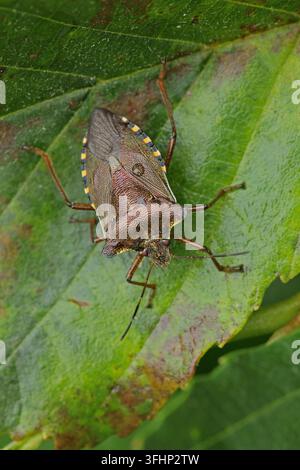 Wald-Fehler (Pentatoma Art) Stockfoto