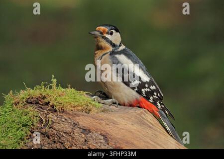 Buntspecht, Dendrocopos major, Buntspecht, Großer Specht Stockfoto