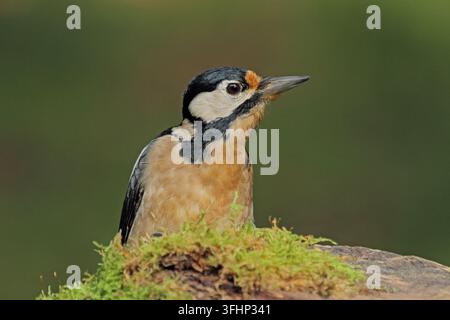Buntspecht, Dendrocopos major, Buntspecht, Großer Specht Stockfoto