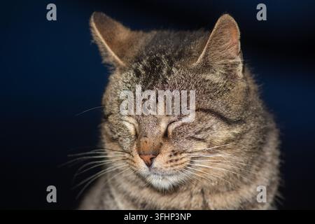Braun und grau gestromte Katze. Katzen im Hafen von Essaouira in Marokko. Stockfoto