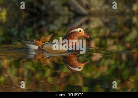 Wunderschöne Mandarinente, die auf dem Wasser schwimmend ist. Stockfoto