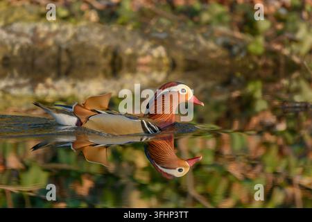 Wunderschöne Mandarinente, die auf dem Wasser schwimmend ist. Stockfoto